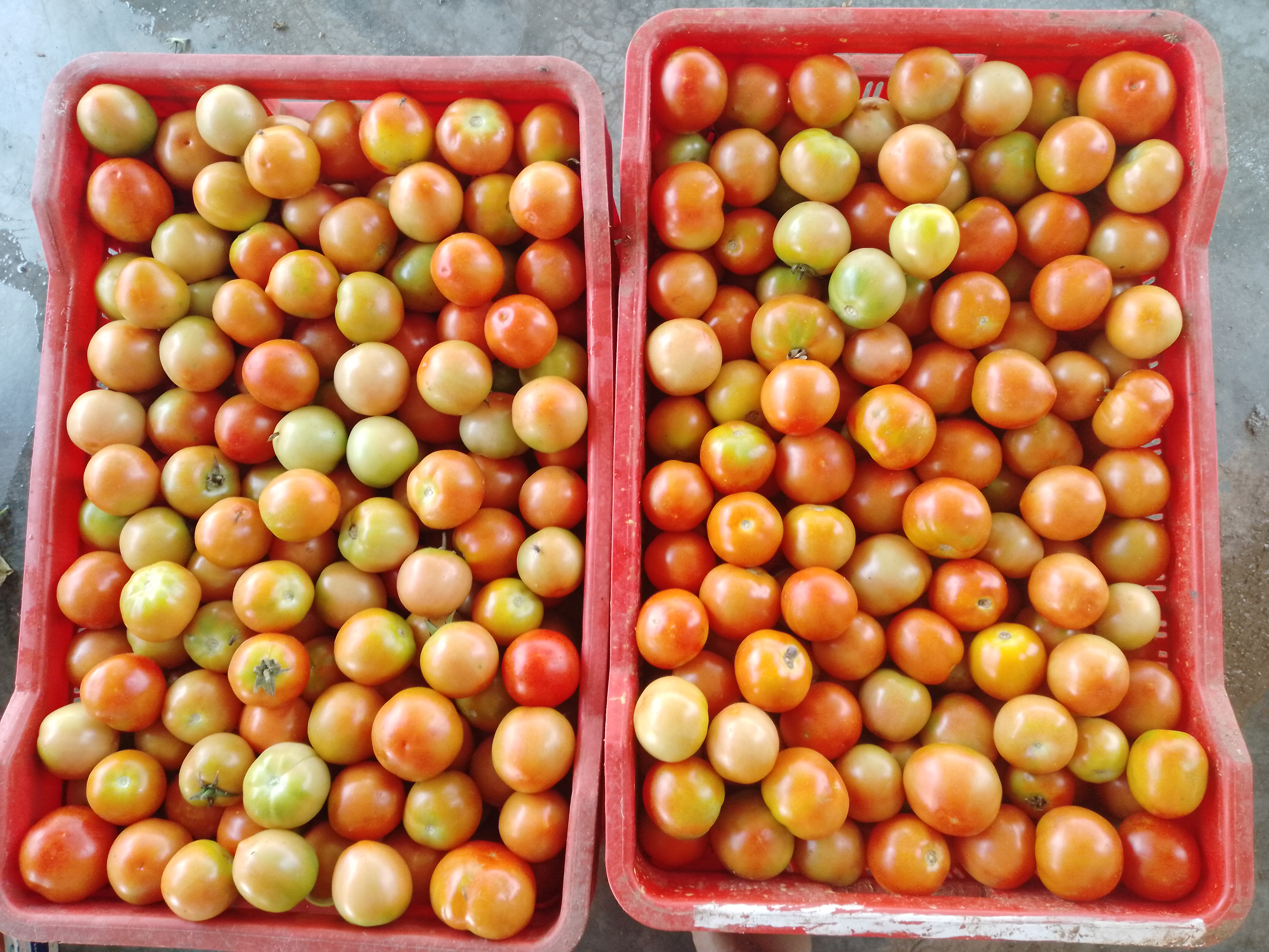 tamatar 