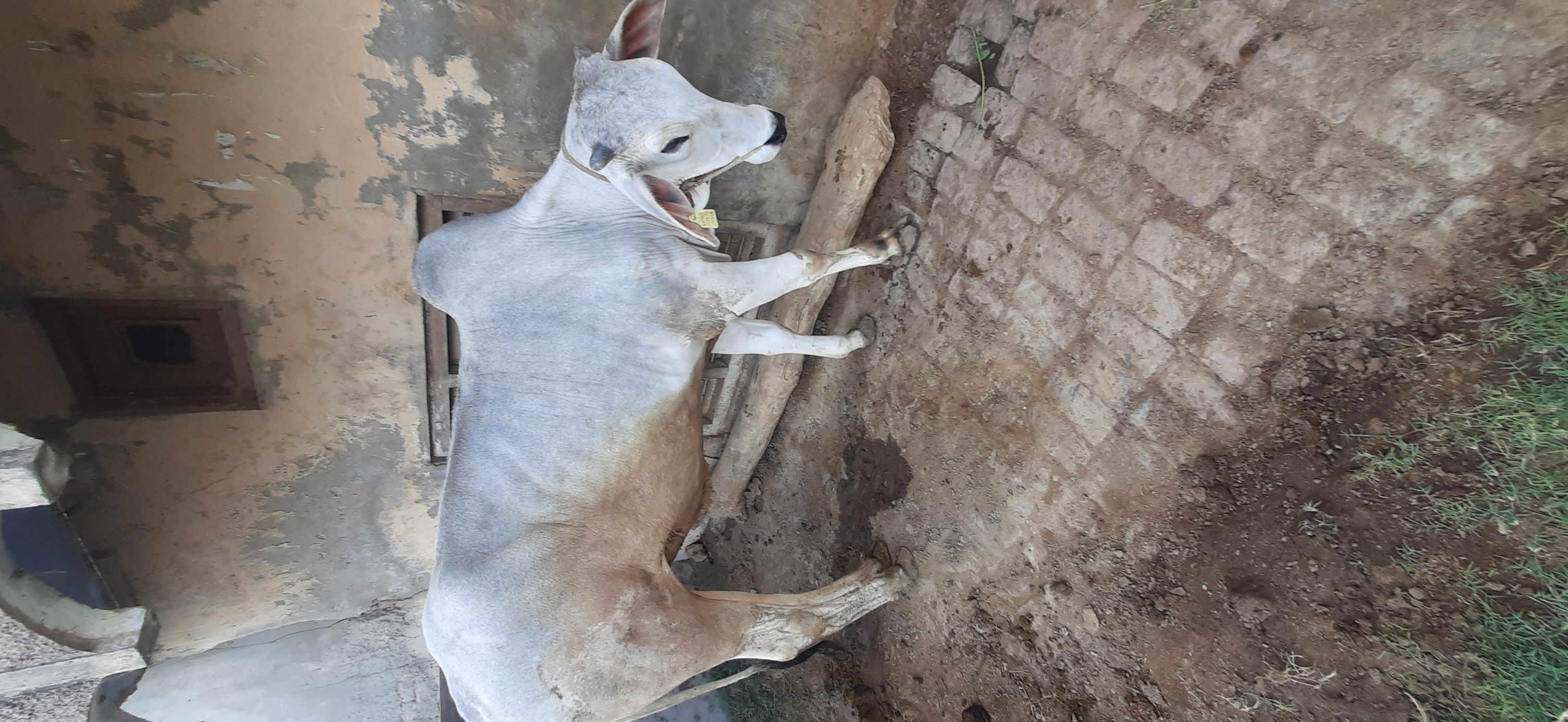 Desi bull