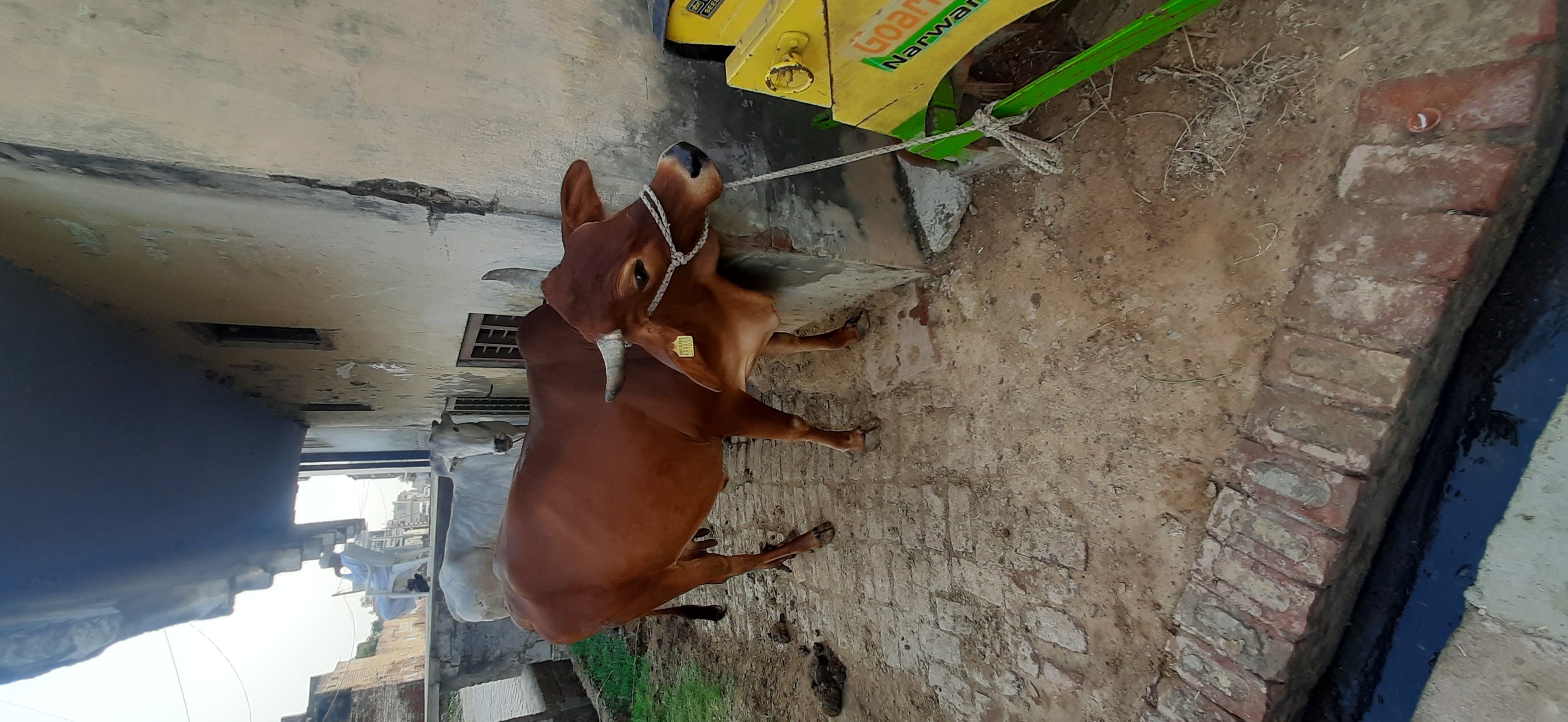 cow