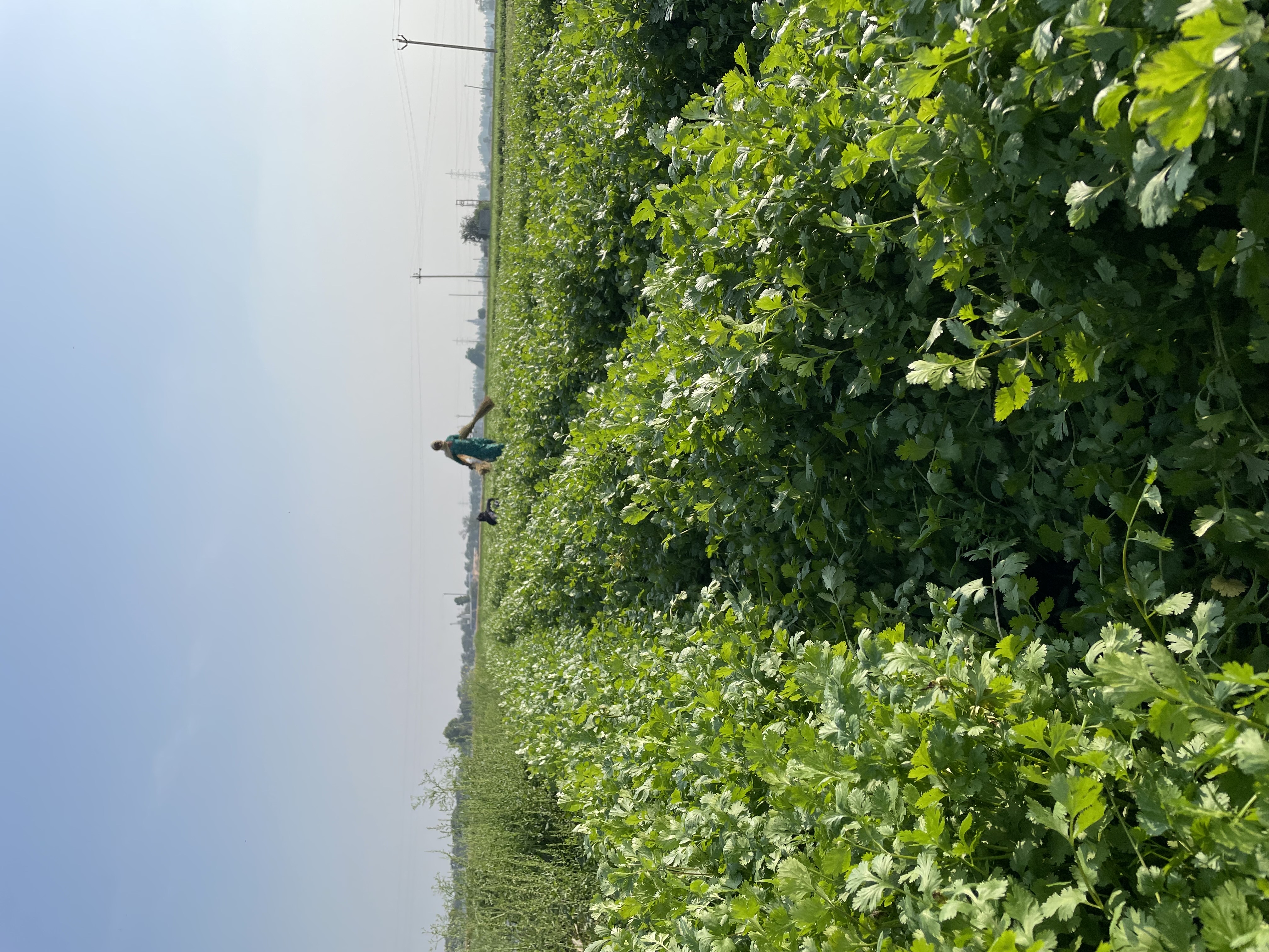 coriander 
