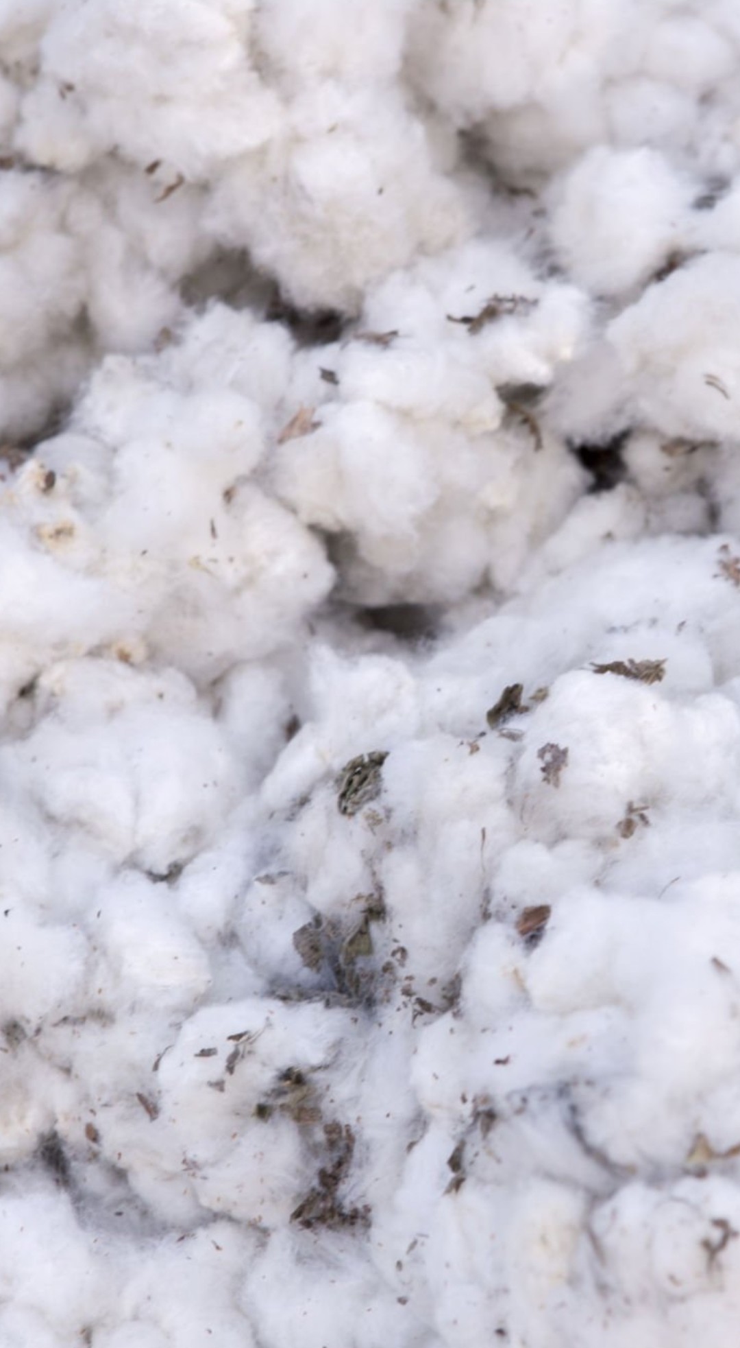 cotton 