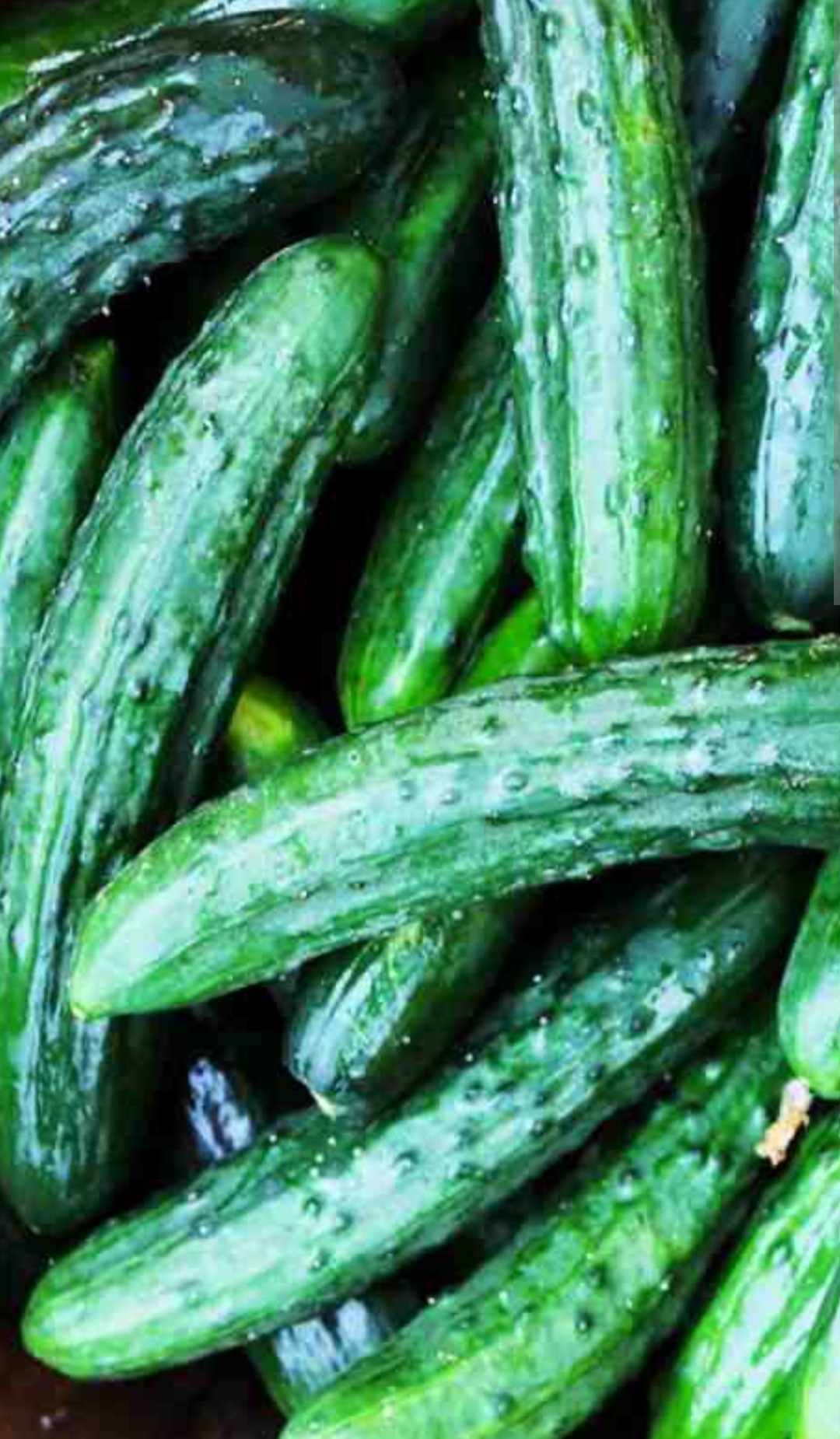  cucumber 