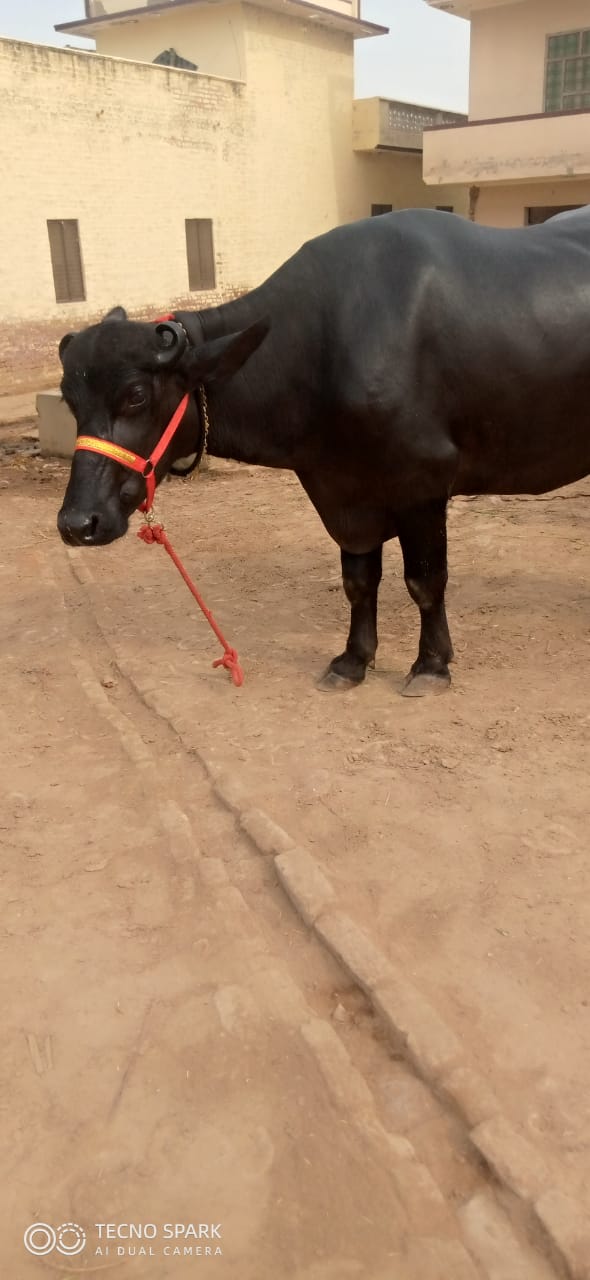 buffalo