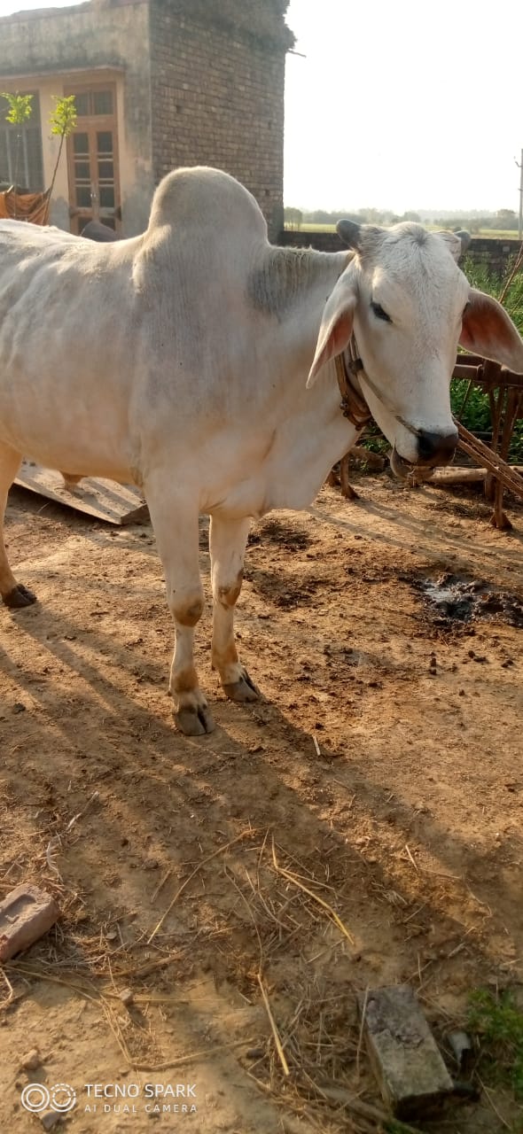 बैल 