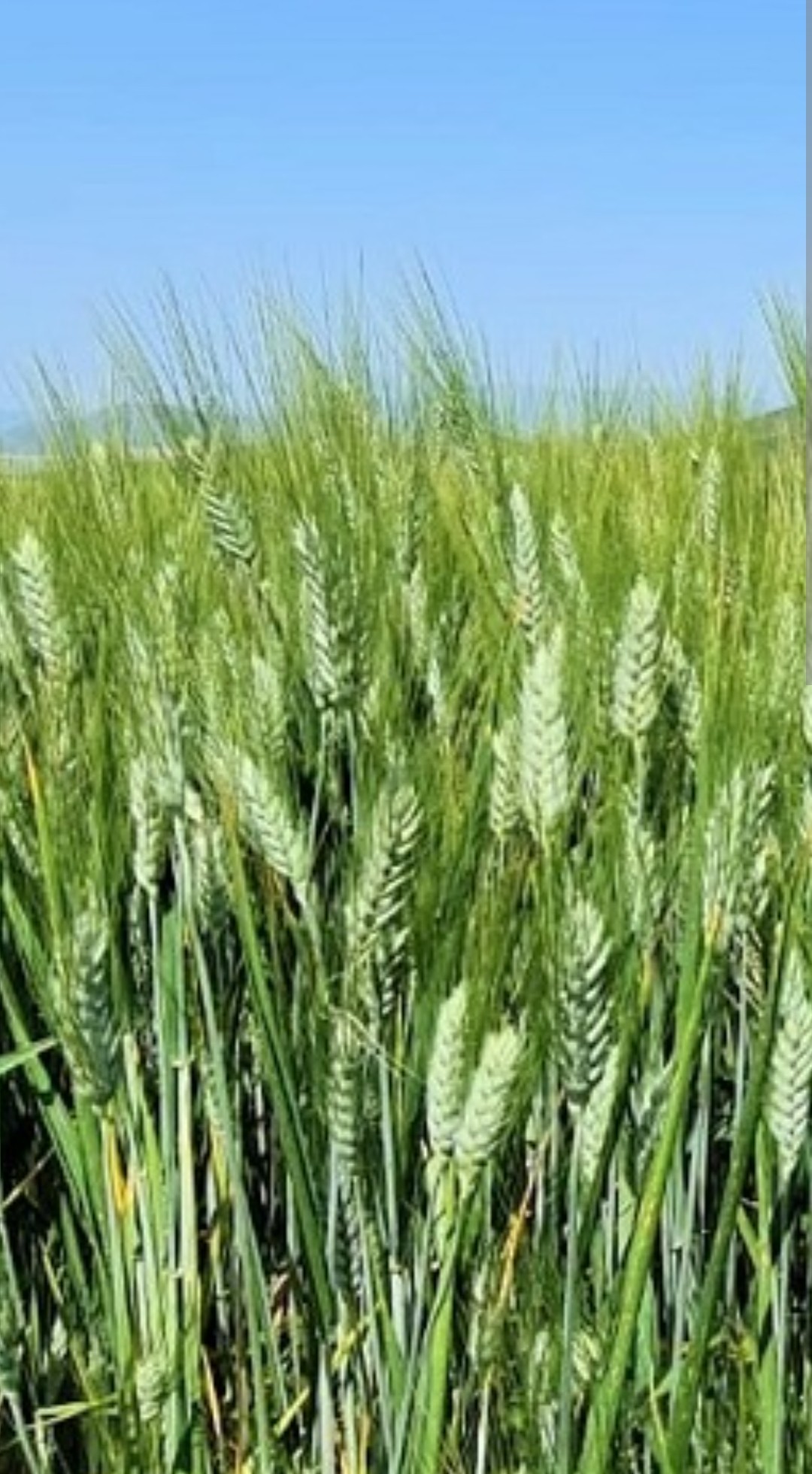 wheat 