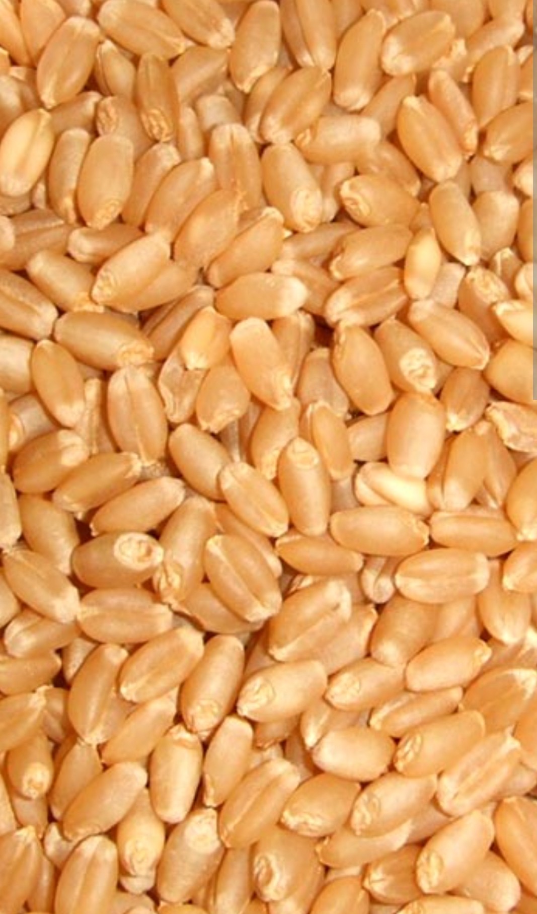 wheat 