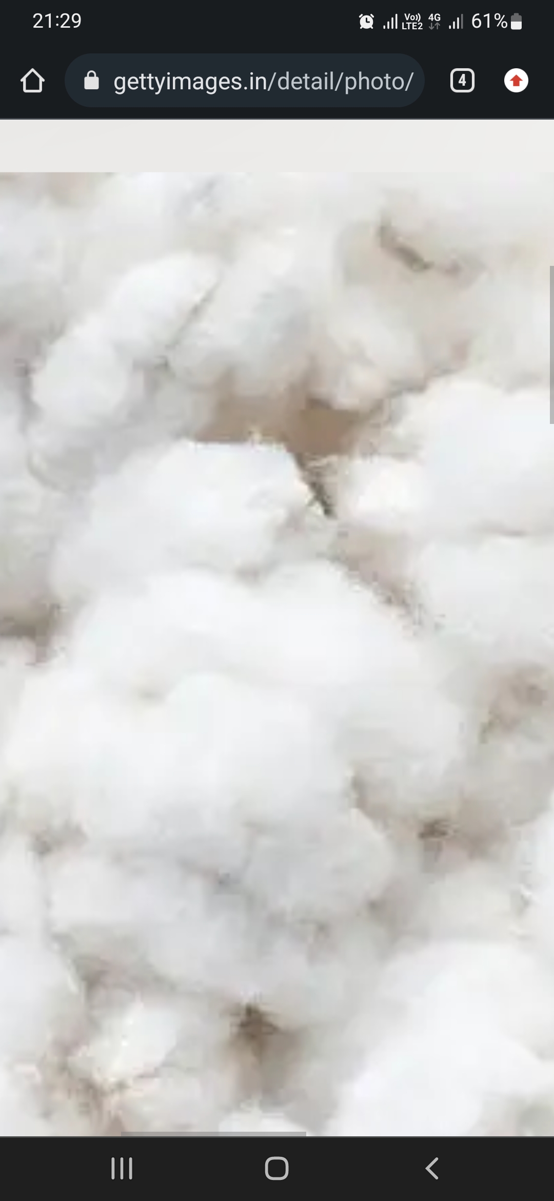 cotton 