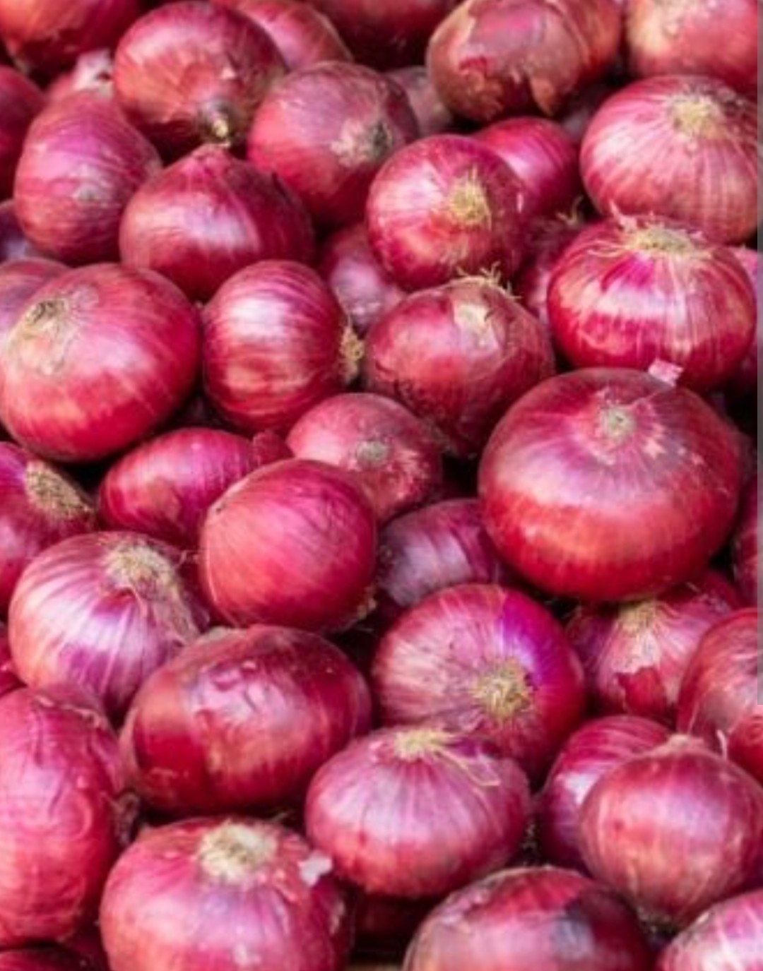 onion 