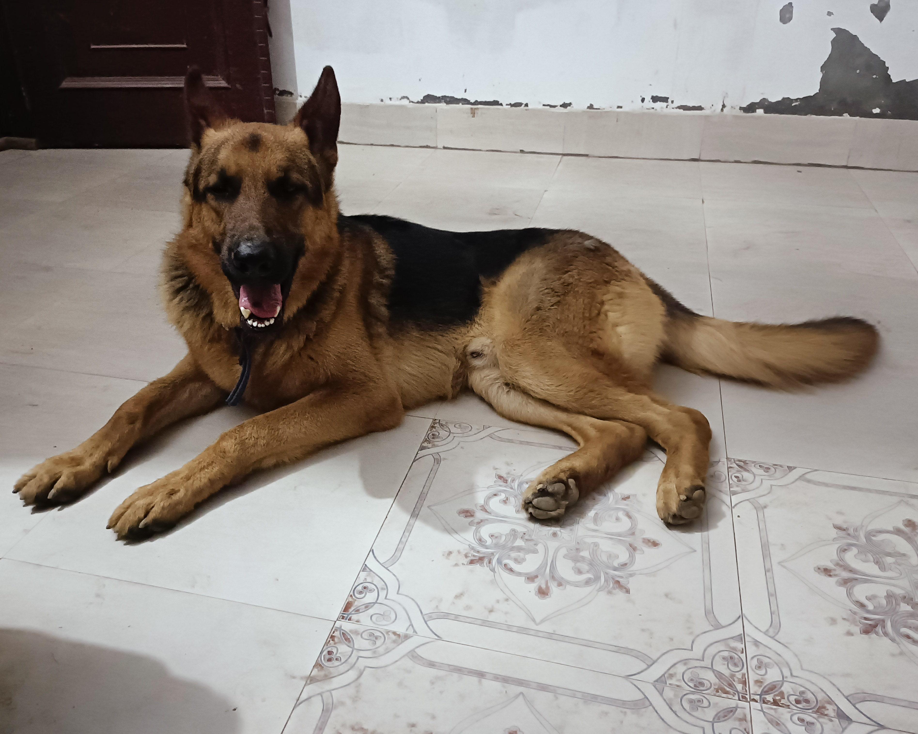 German Shepherd
