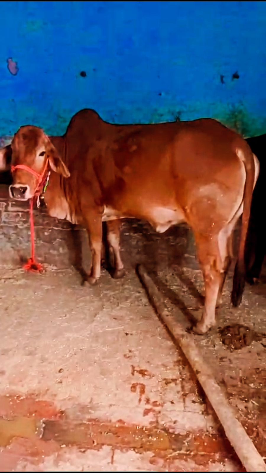 Laxmi