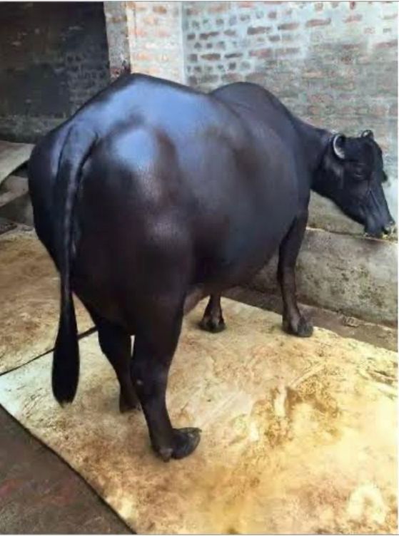 BUFFALO