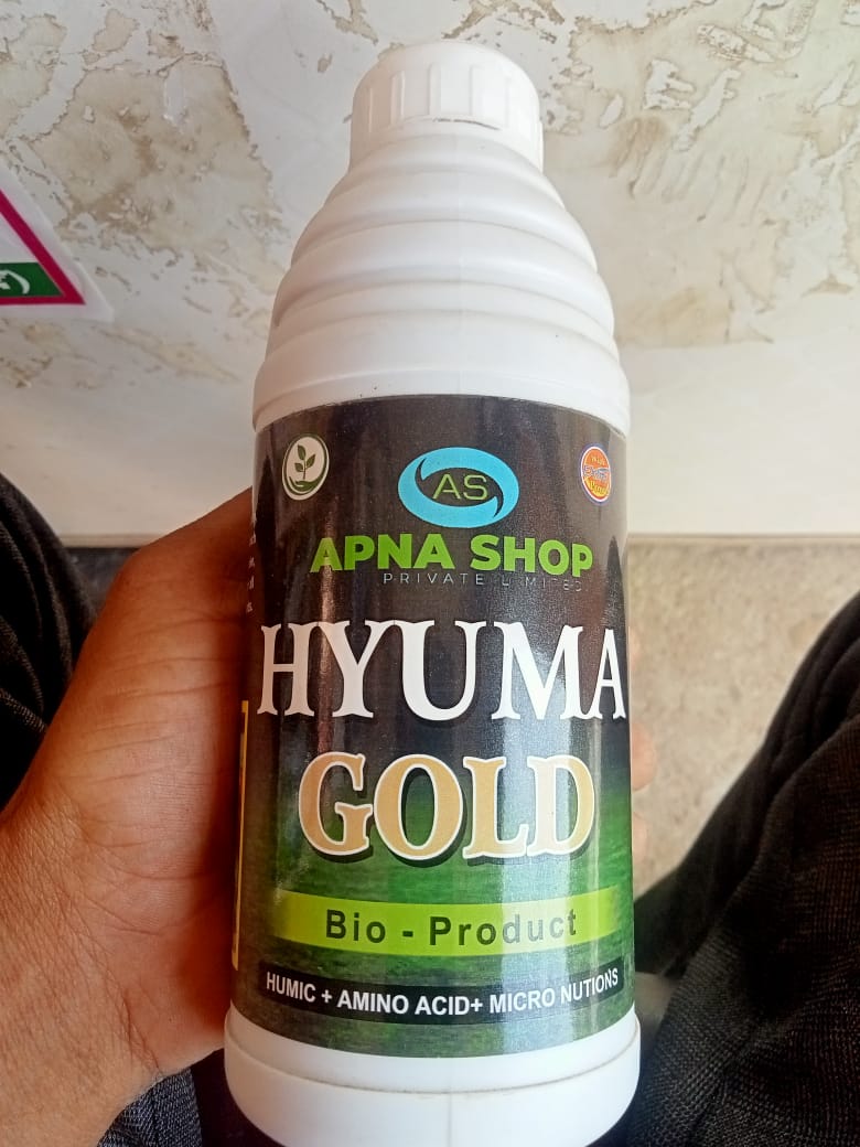 Hayma gold