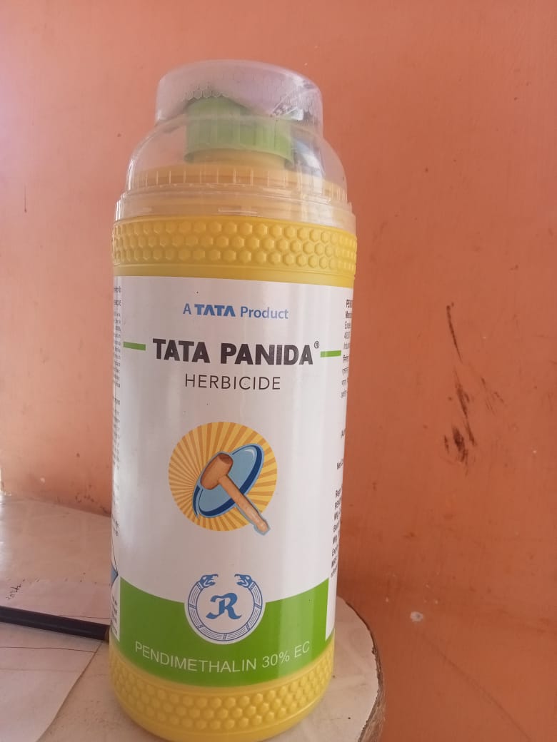 Tatapanida