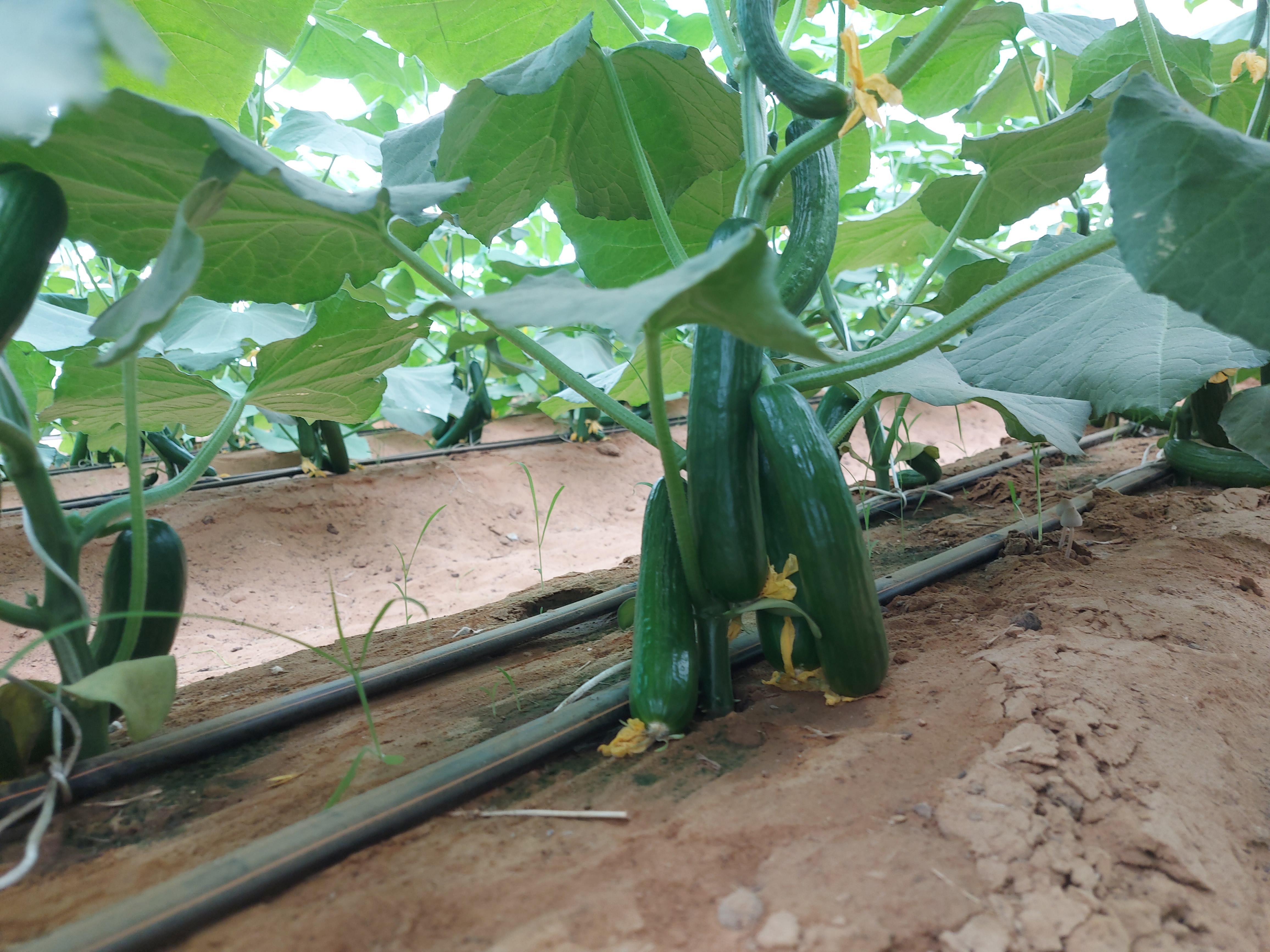 Cucumber