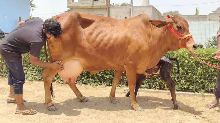 milk cow