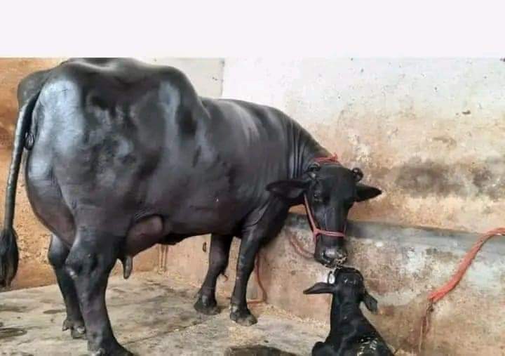 Buffalo