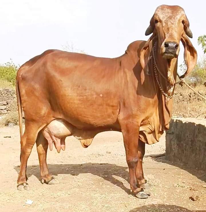Cow
