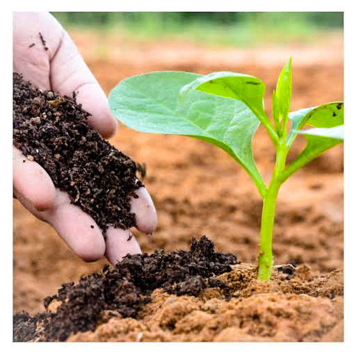 Vermicompost 