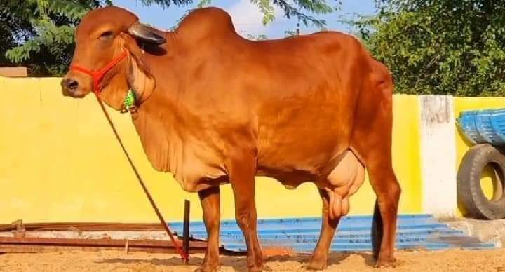 Sahi wal cow