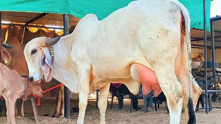 Cow 