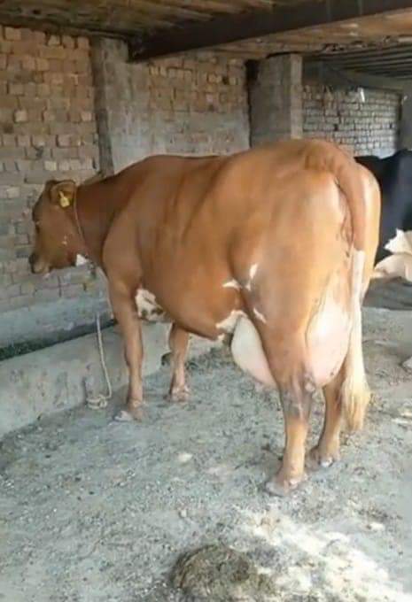 Jersey cow