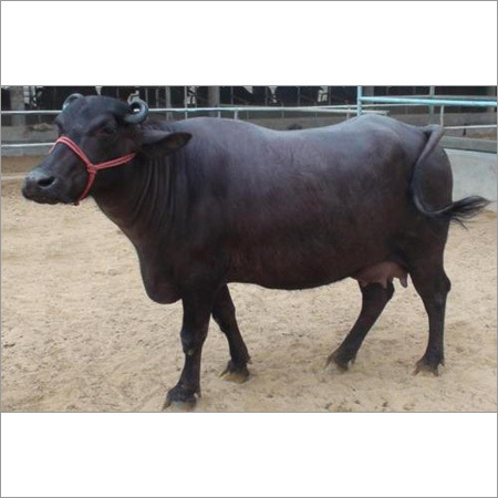 Black Original Murrah Buffalo (Female)_PAWAN