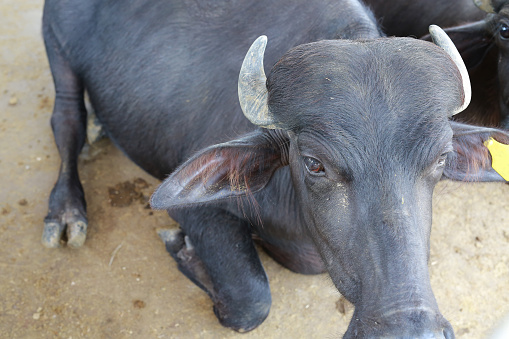 Desi Female Buffalo_PAWAN