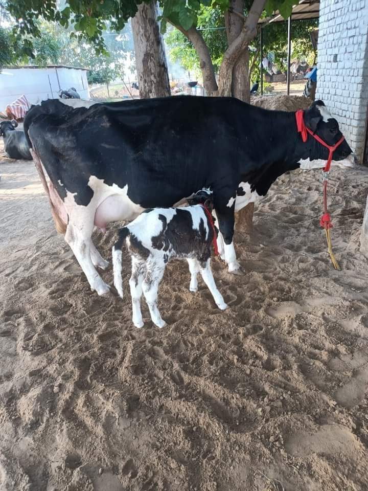 Hf Cow