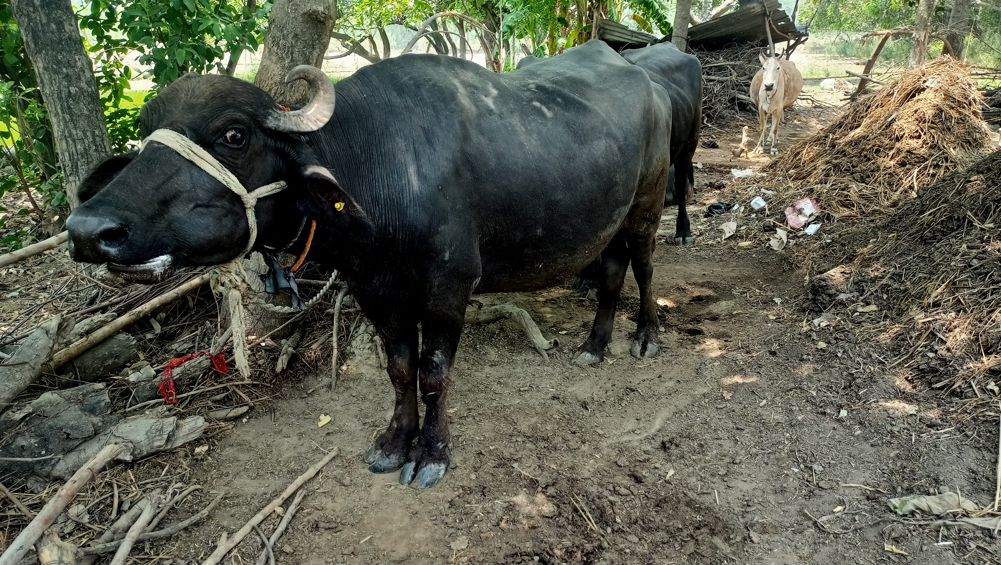 buffalo 