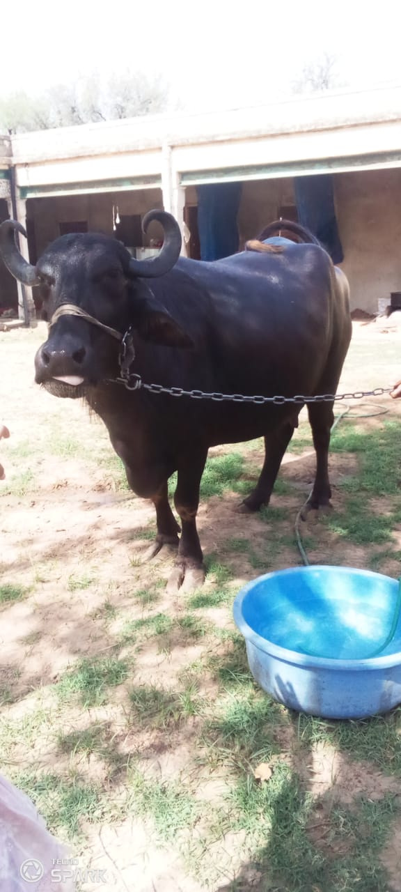 buffalo 