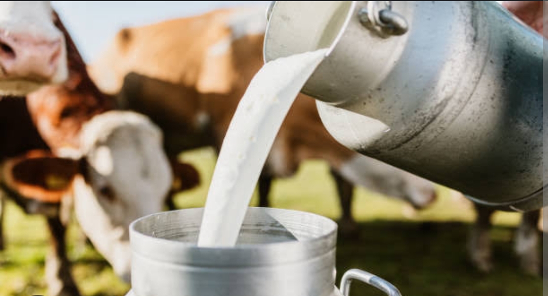 Buffalo Milk
