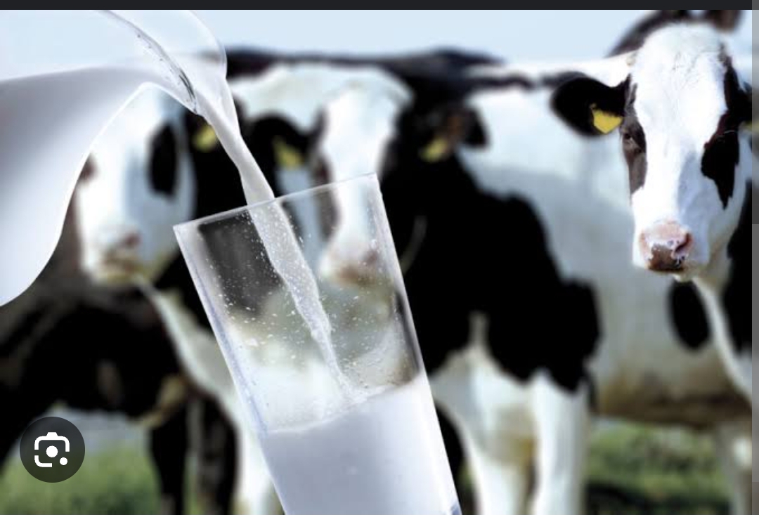 milk