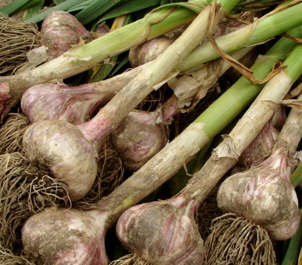 Garlic (Lehsun) 