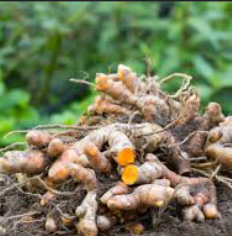 Raw Turmeric (Haldi) 