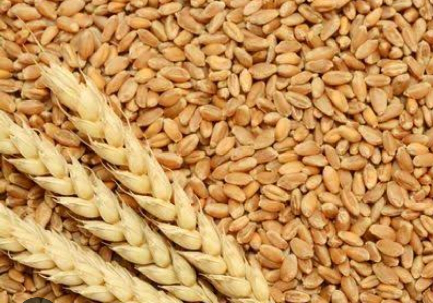 Wheat