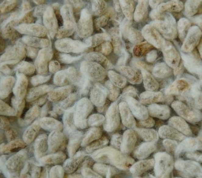 Cotton Seeds
