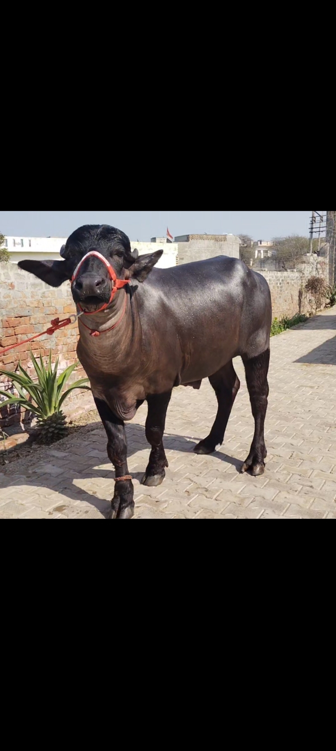 murra bull