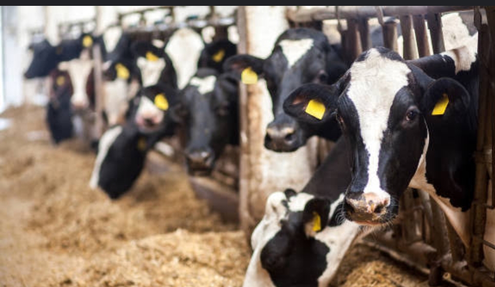 Brown Colour Protein Dried Cattle Feed