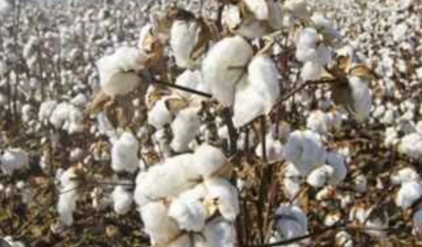 Cotton