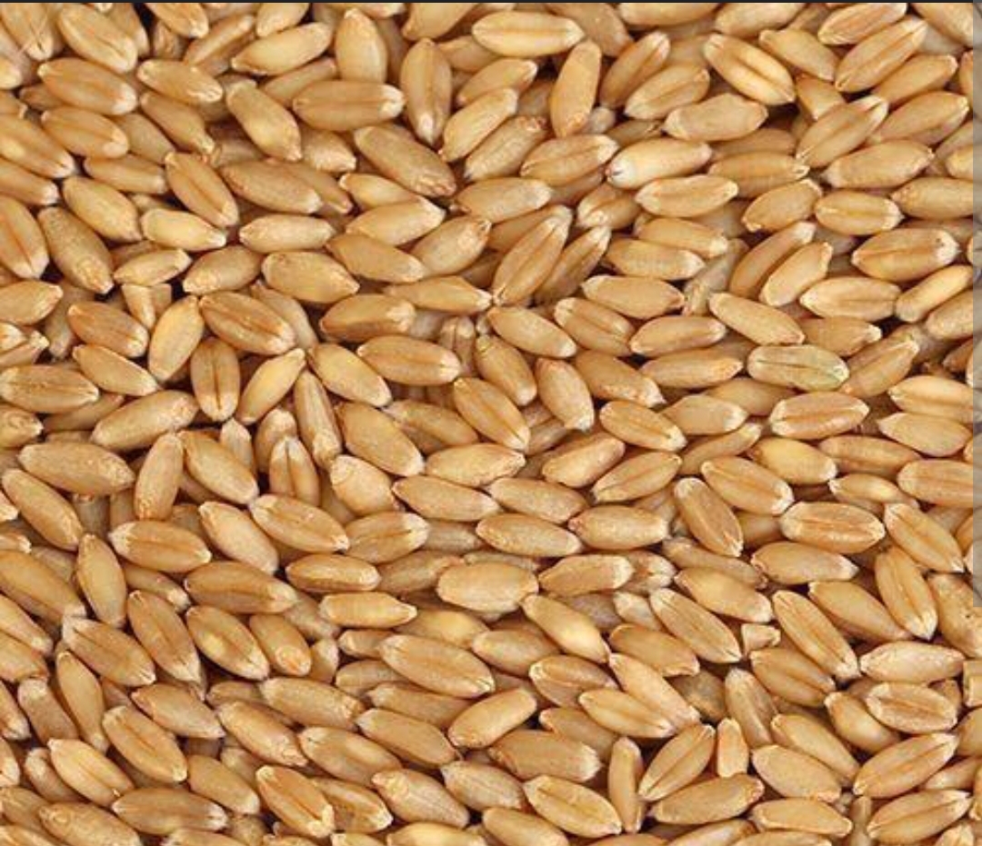 Wheat