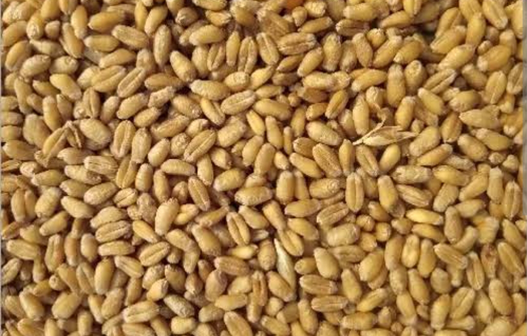 Wheat