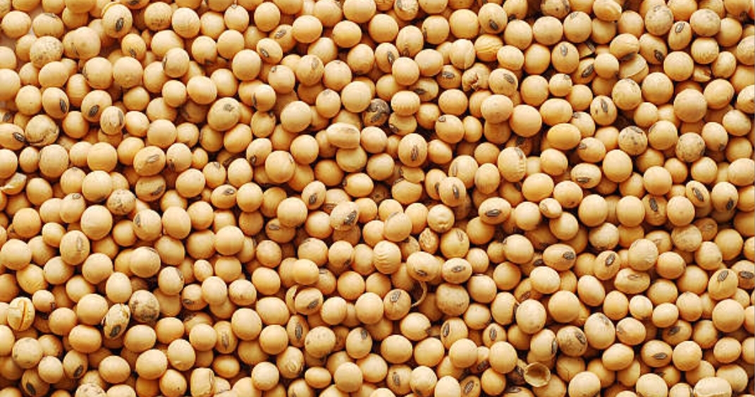 Soyabean
