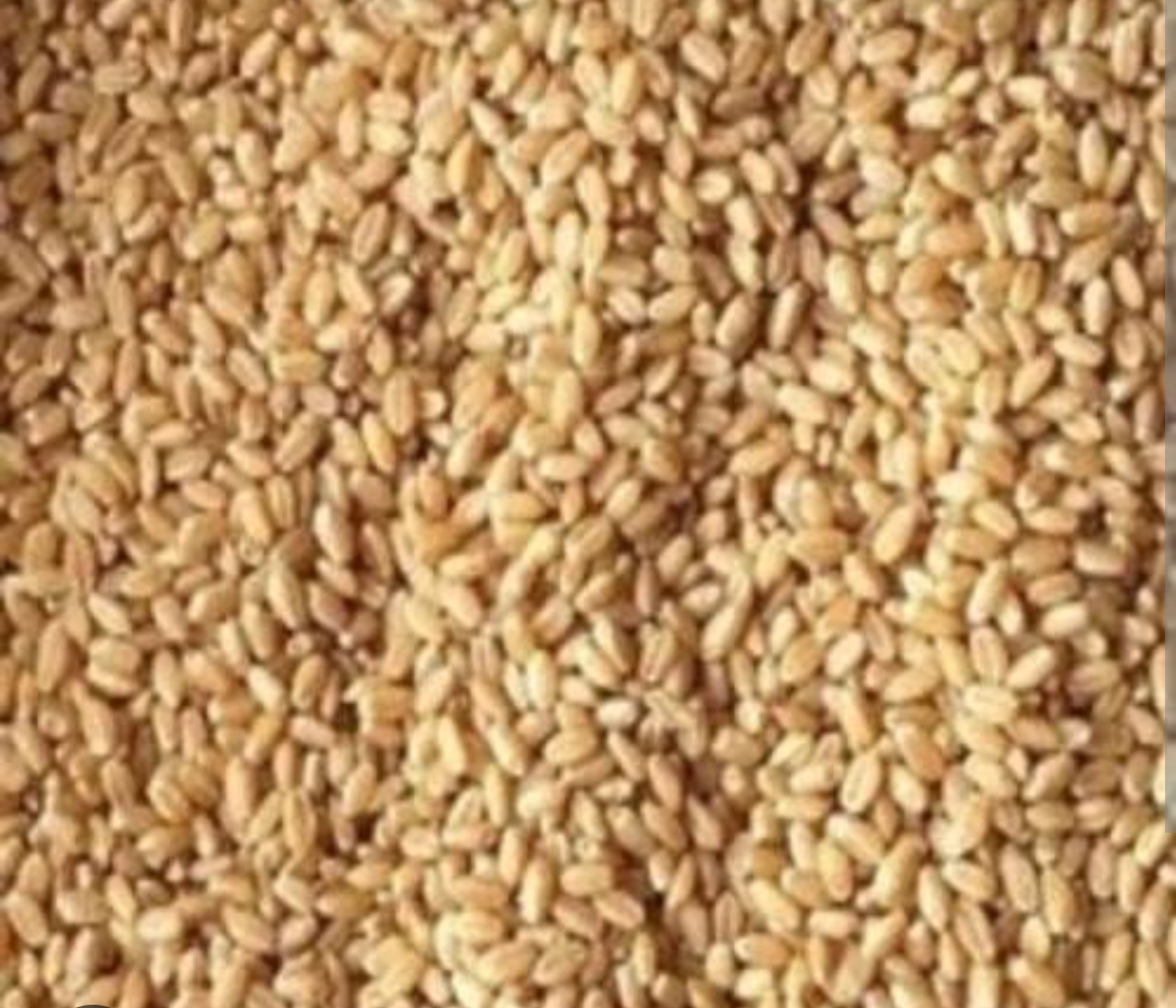 Wheat