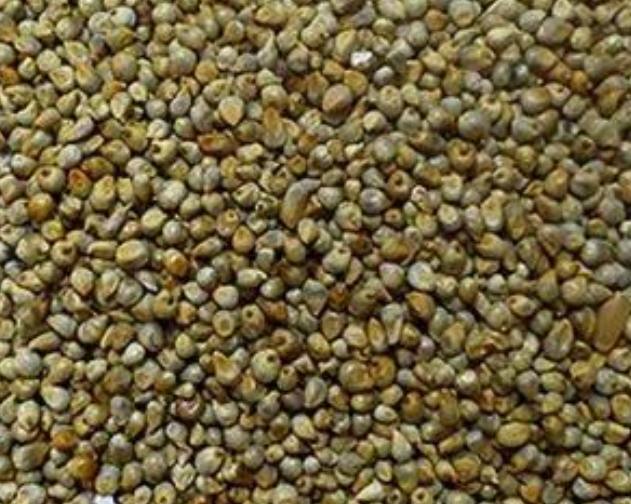 Bajra