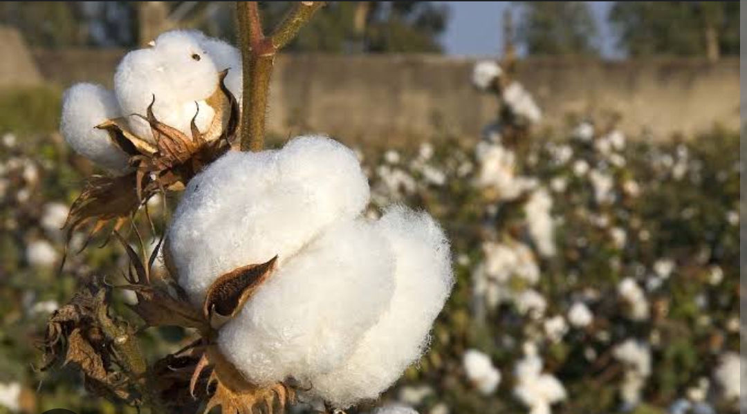 Cotton