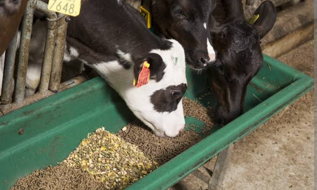 Calf Grower