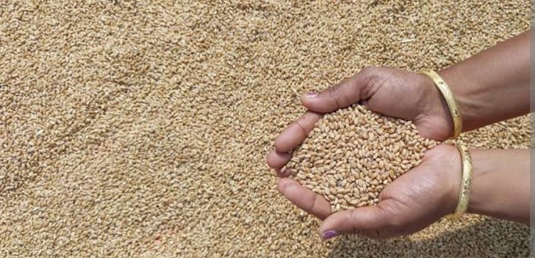 Wheat