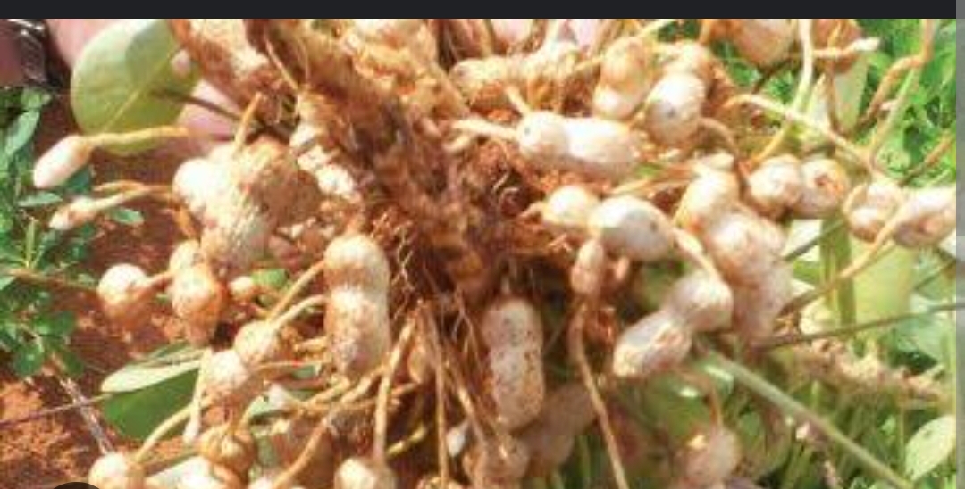 Ground Nuts
