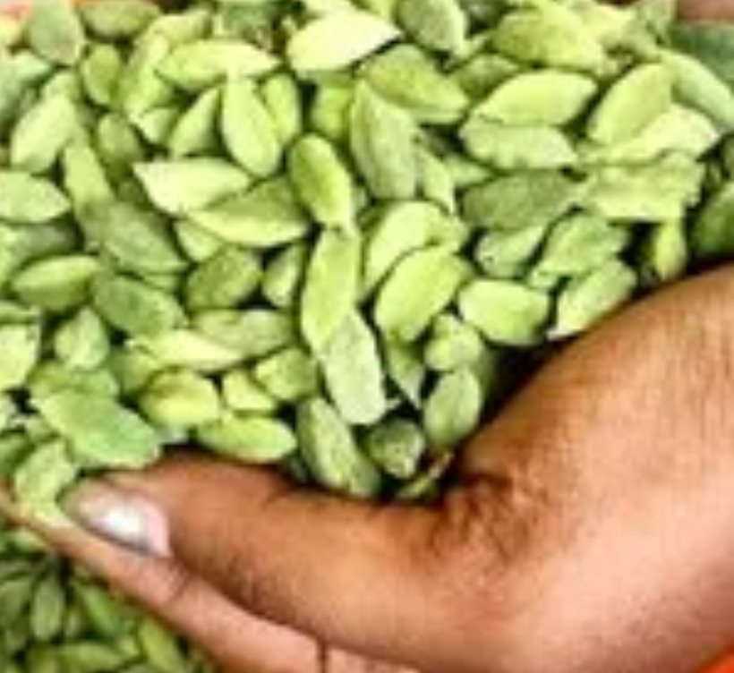 Green Ilayachi