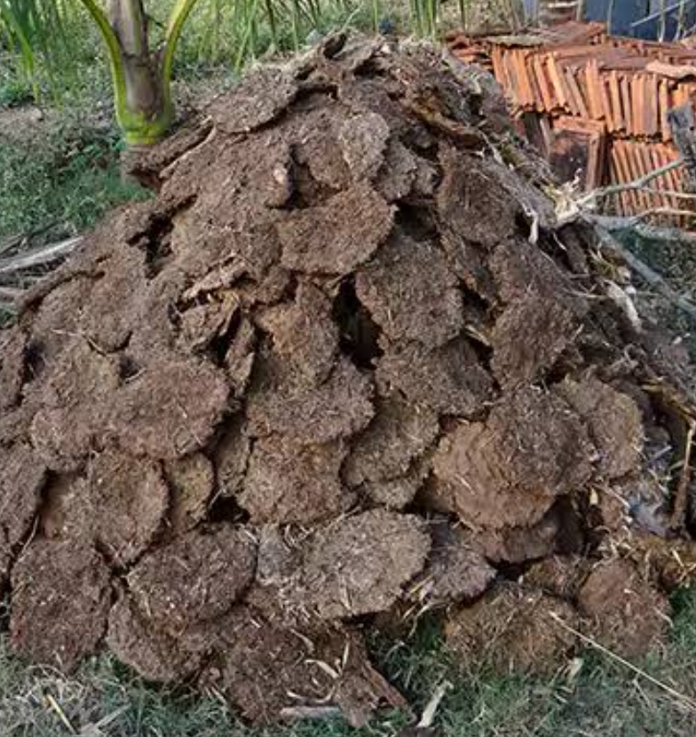 Cow Dung